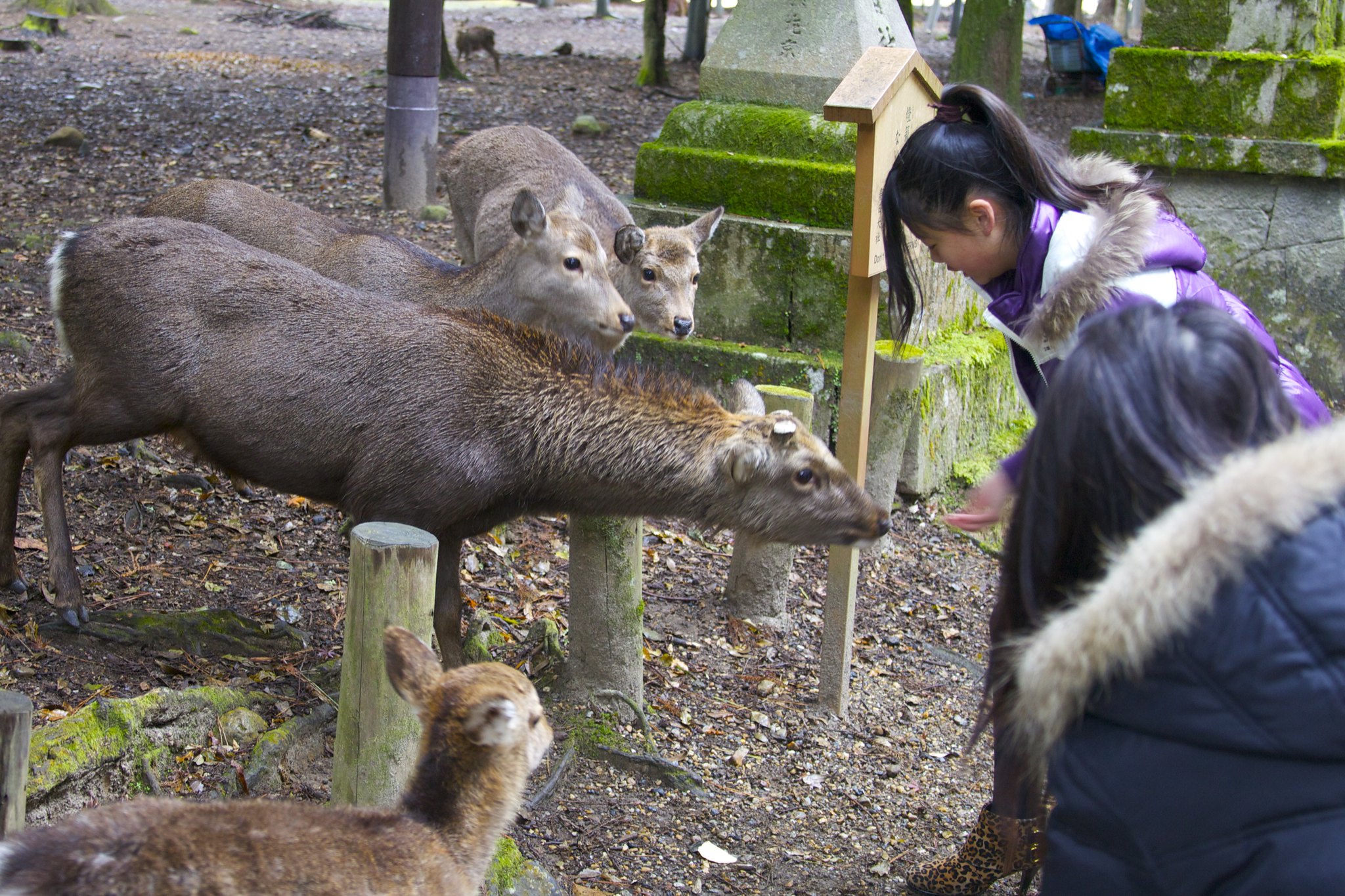 Feeding the deer.