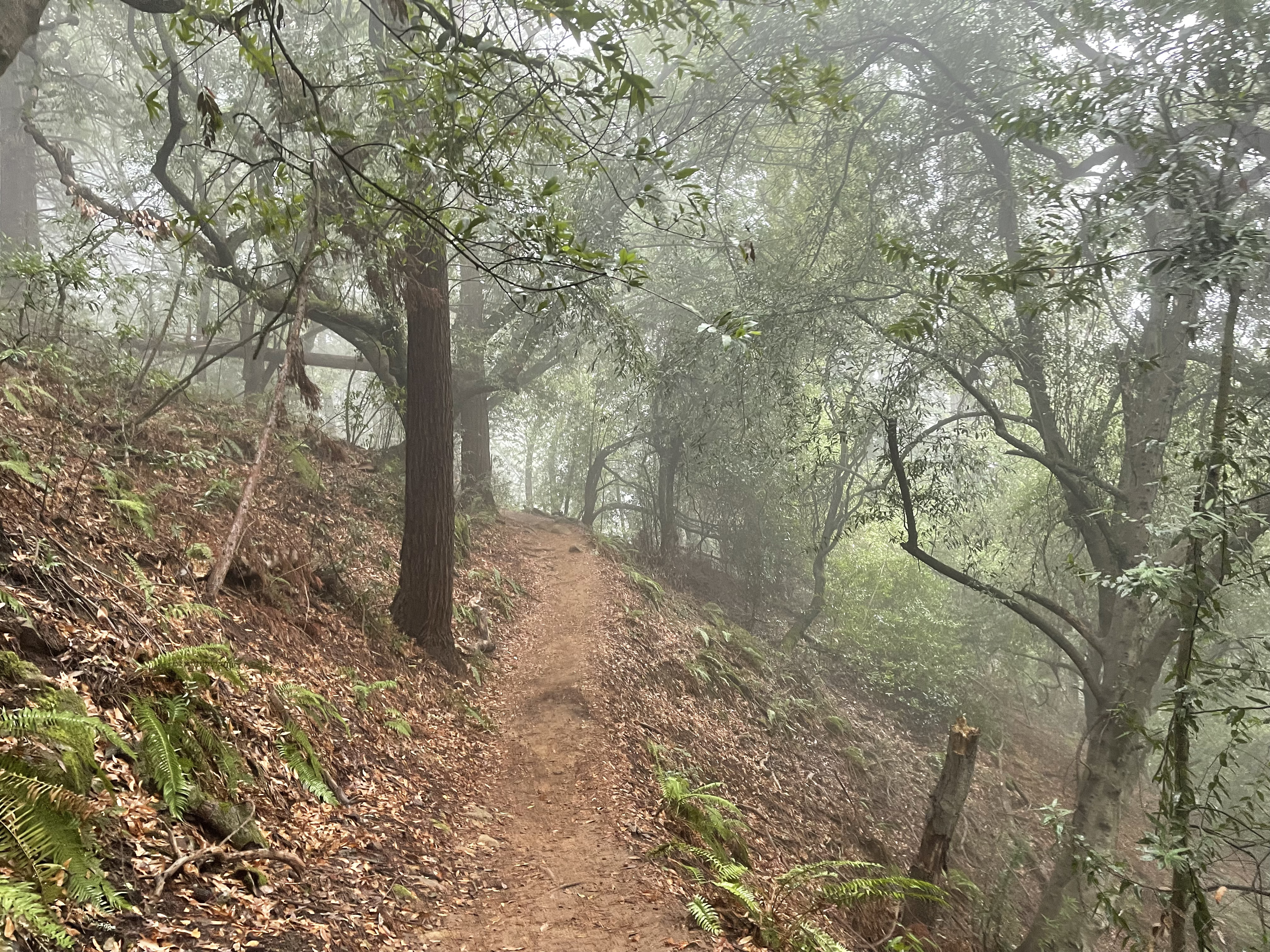 A trail somewhere