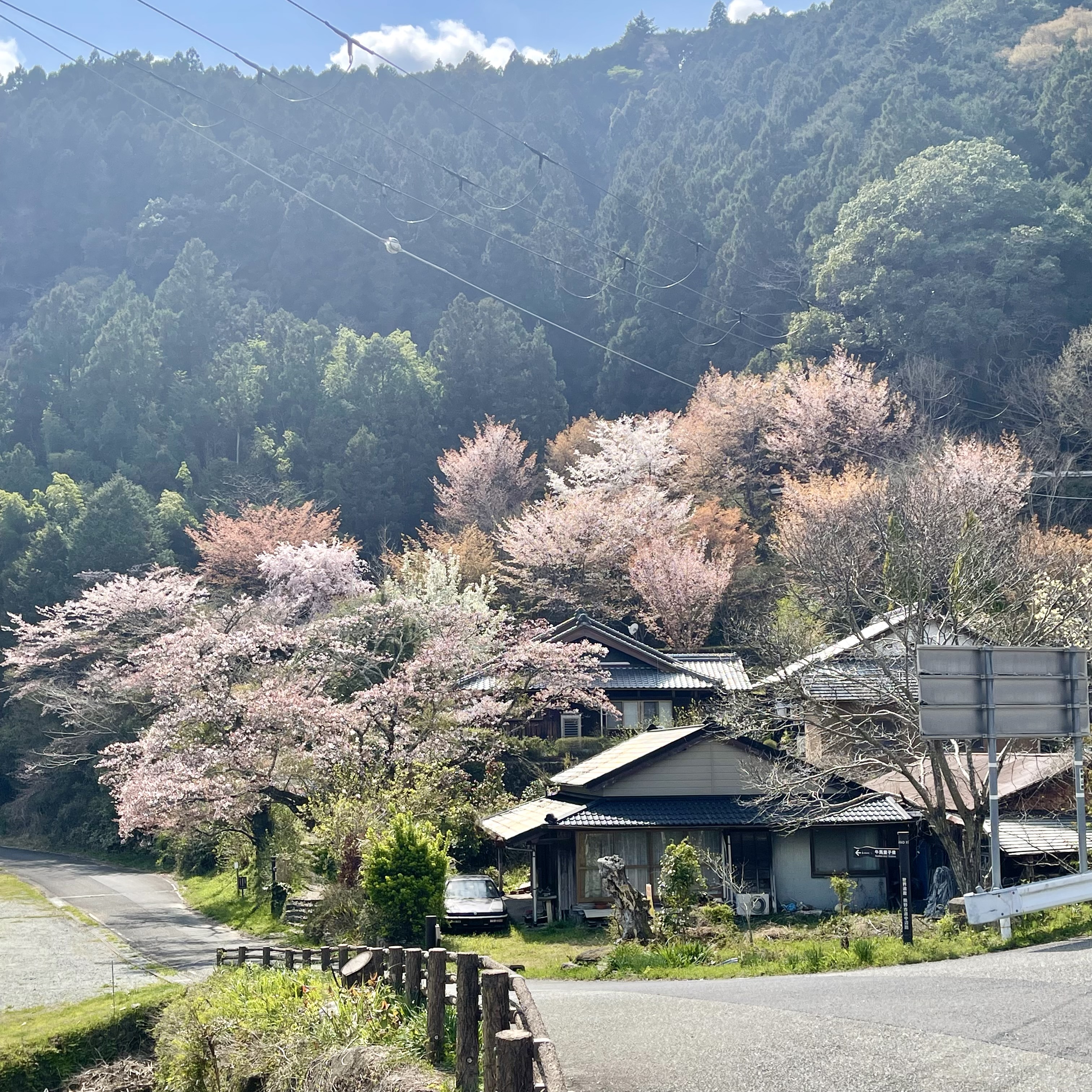 A Japanese countryside house with sakura trees.